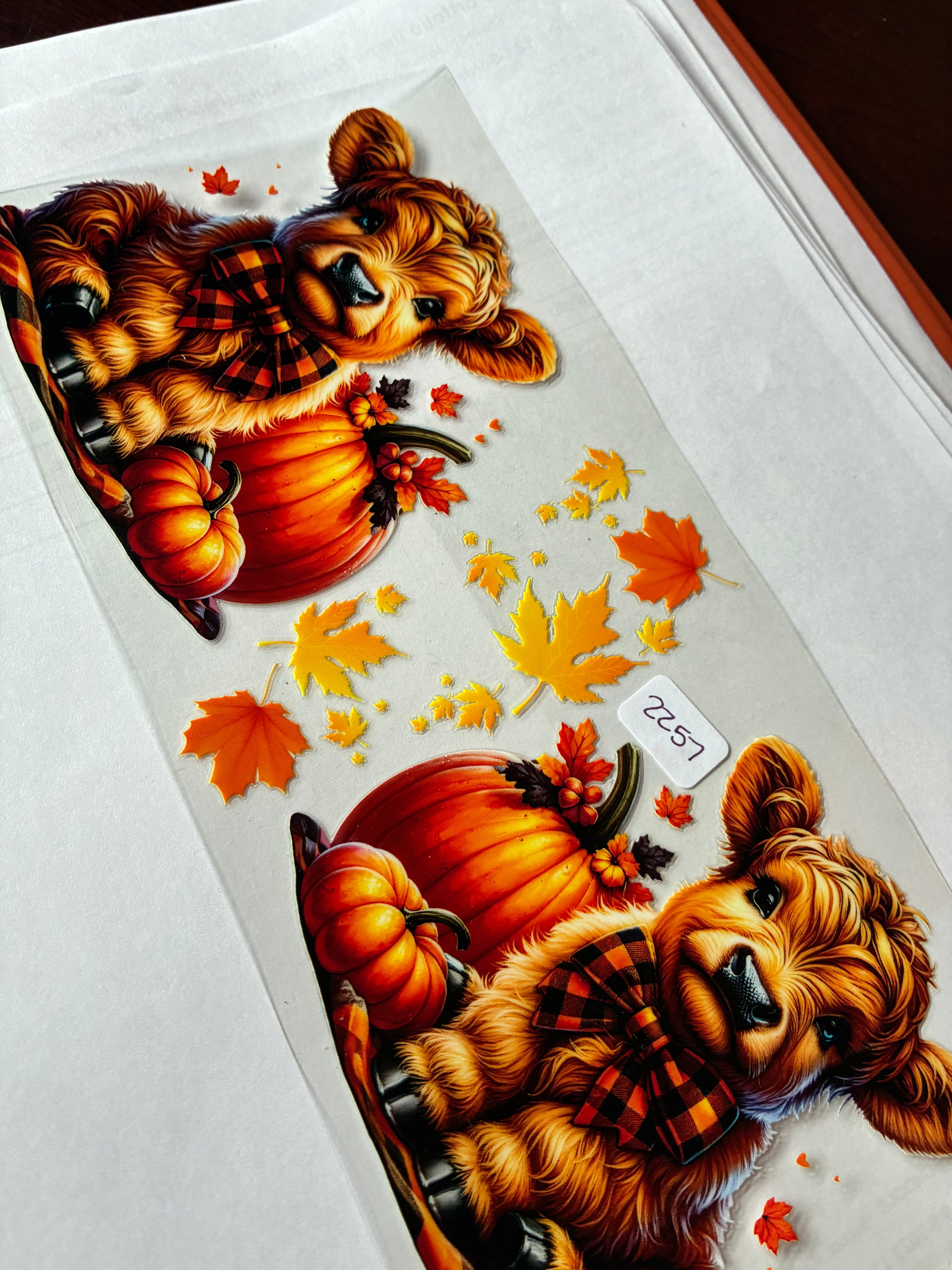 Pumpkin cow 2257