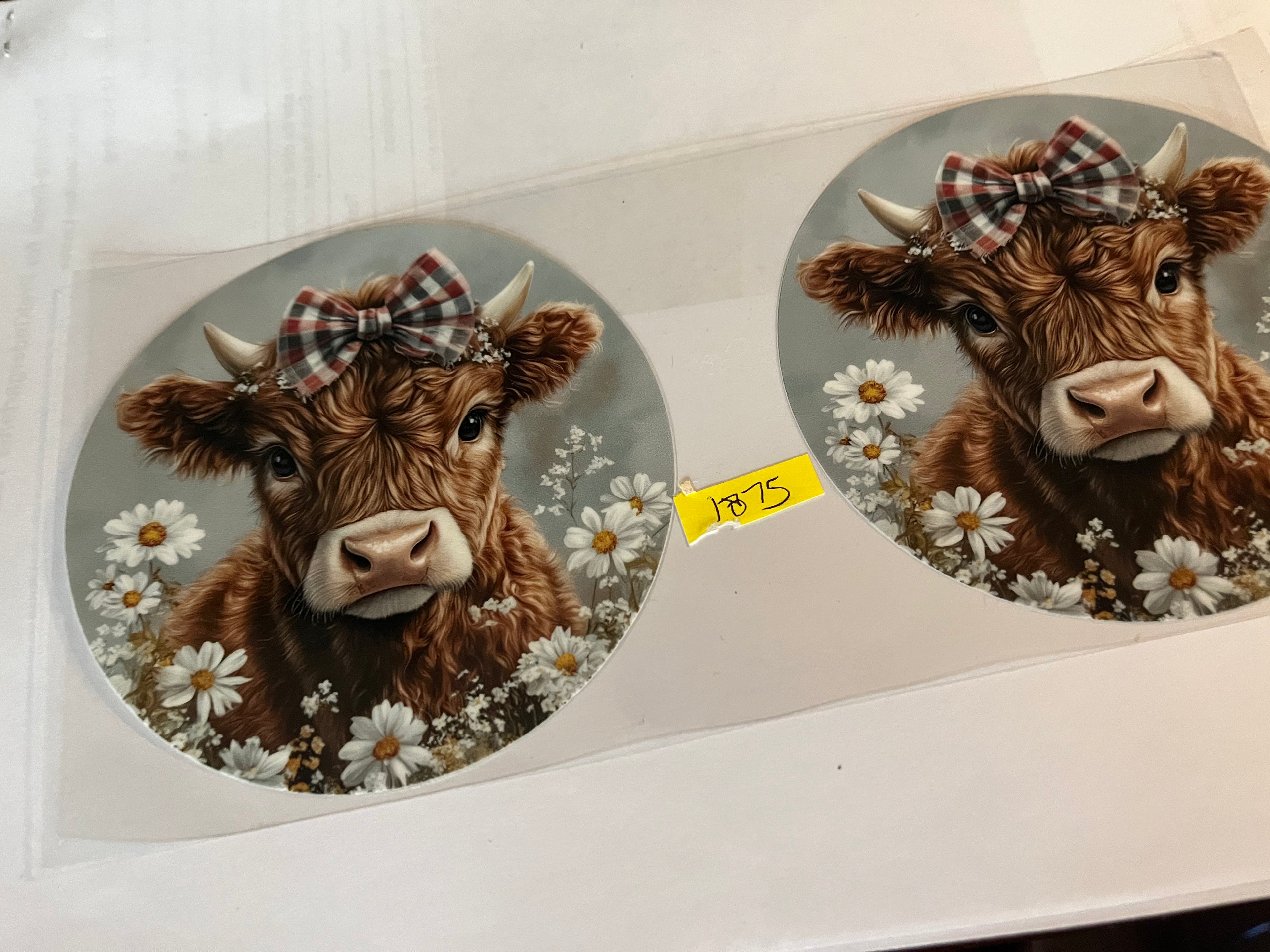 Cow daisies 1875