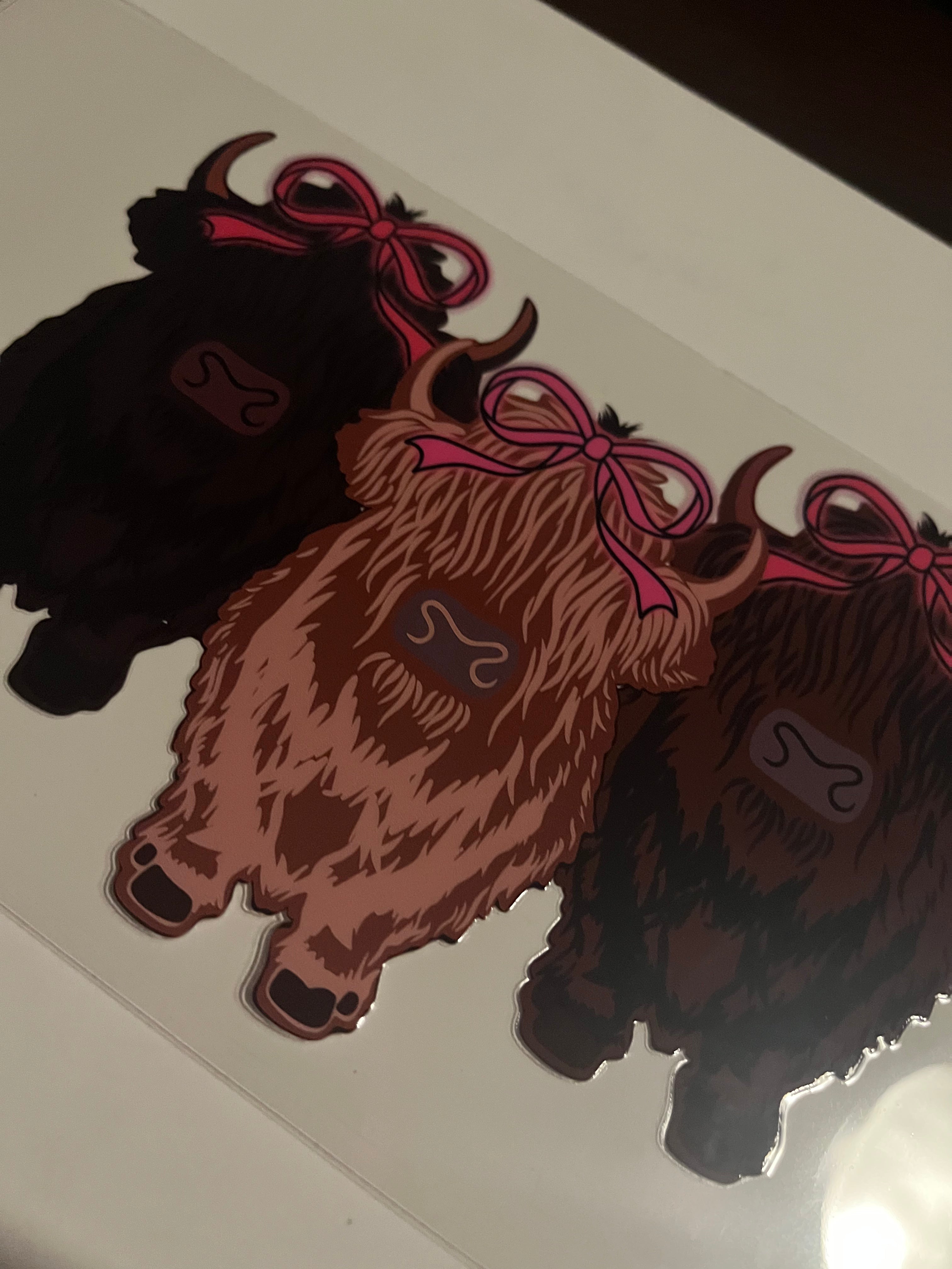 Highland cows 2454