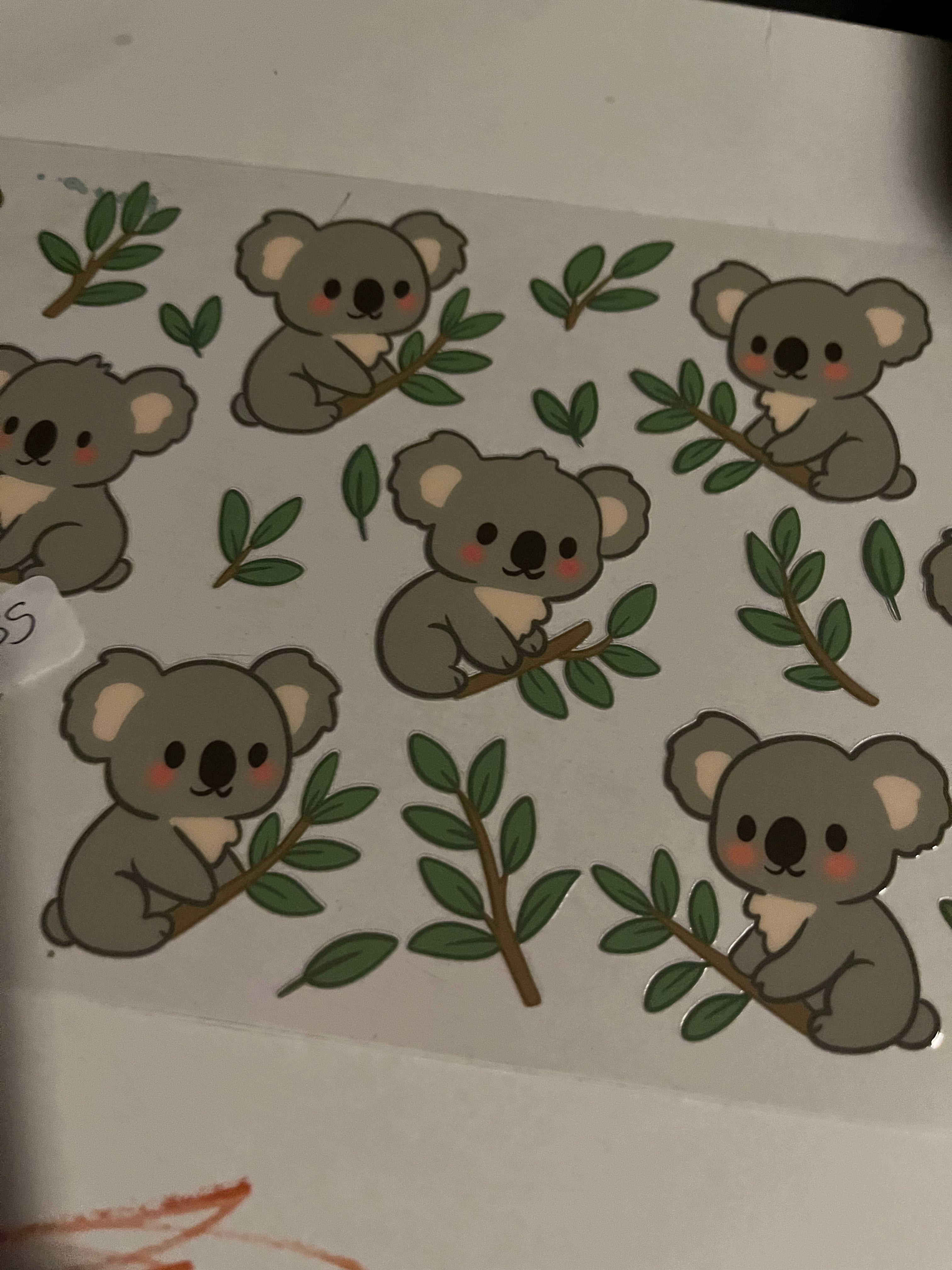 Koala 2555