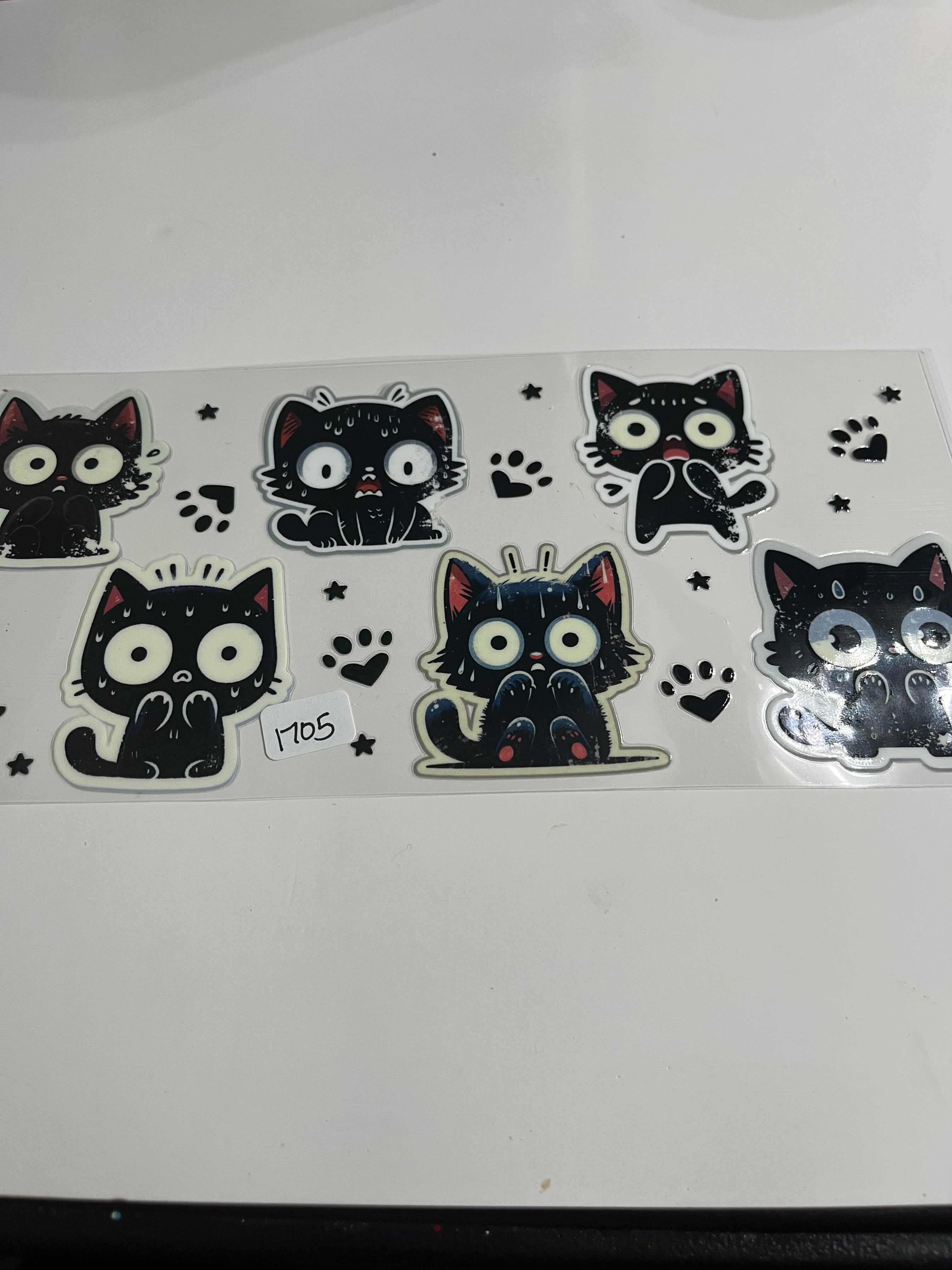 Scared cat 1705