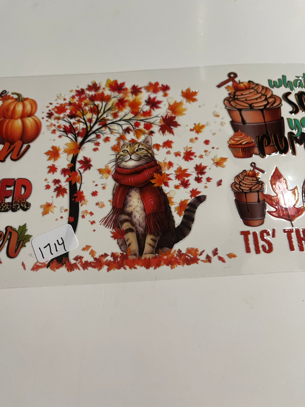 Cat fall season 1714