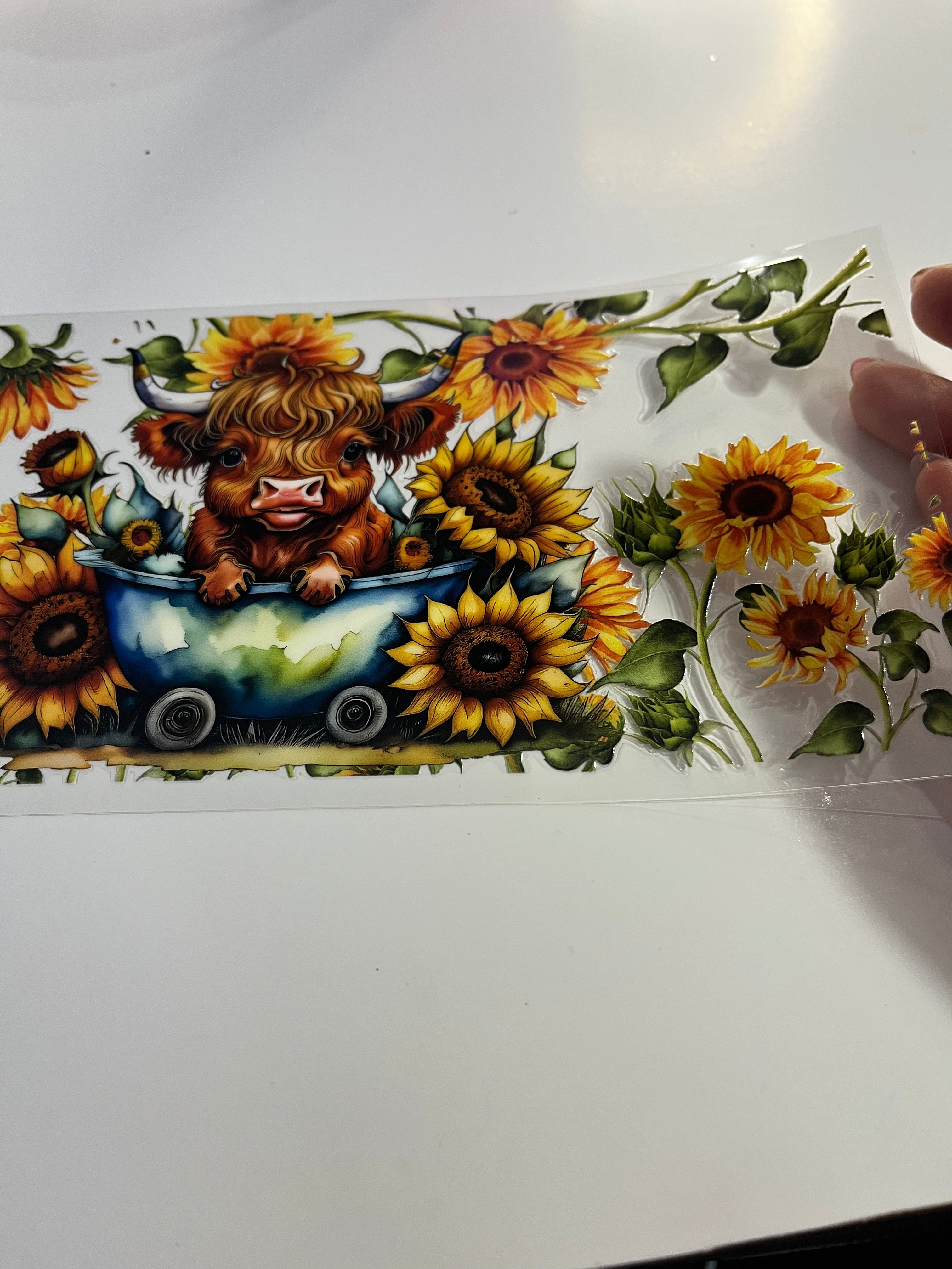 Cow sunflower 1779